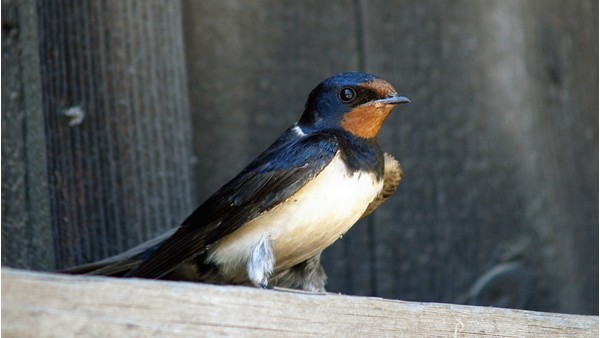 Rekordní byly v roce 2014 i počty okroužkovaných vlaštovek obecných (více než 16 tisíc ex.). Na hnízdištích v jižních Čechách bylo 50 jedinců označeno tzv. geolokátory, které umožňují detailně sledovat průběh migrace (zdroj: Jörg Hempel, CC BY-SA 2.0, prostřednictvím Wikimedia Commons) Rekordní byly v roce 2014 i počty okroužkovaných vlaštovek obecných (více než 16 tisíc ex.). Na hnízdištích v jižních Čechách bylo 50 jedinců označeno tzv. geolokátory, které umožňují detailně sledovat průběh migrace (zdroj: Jörg Hempel, CC BY-SA 2.0, prostřednictvím Wikimedia Commons)