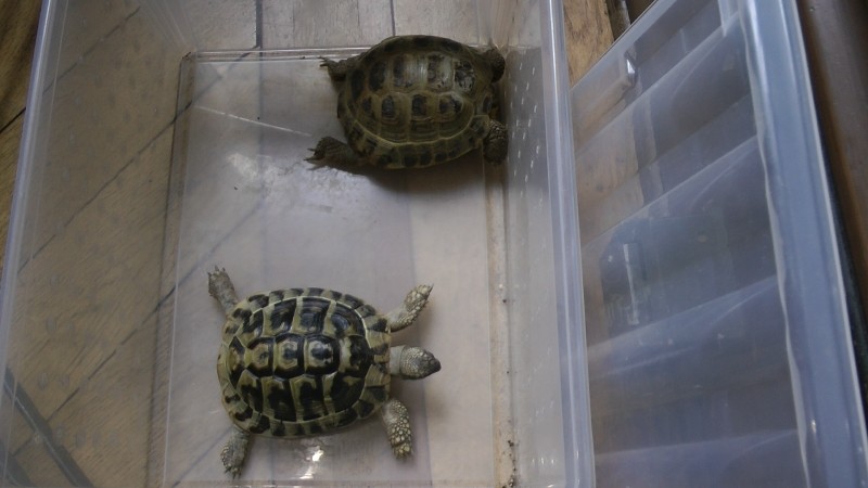 Želva, která se objevila ve spotu, nebyla ve skutečnosti jen jedna. Na natáčení dorazily hned dvě. Jedna hezčí než druhá (zdroj: Národní muzeum) Želva, která se objevila ve spotu, nebyla ve skutečnosti jen jedna. Na natáčení dorazily hned dvě. Jedna hezčí než druhá (zdroj: Národní muzeum)