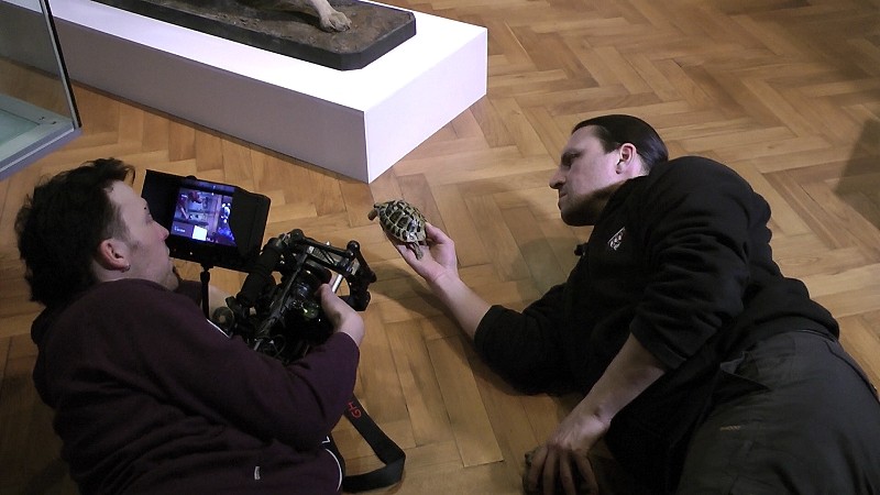 Želvy se před kamerou střídaly (zdroj: Národní muzeum) Želvy se před kamerou střídaly (zdroj: Národní muzeum)