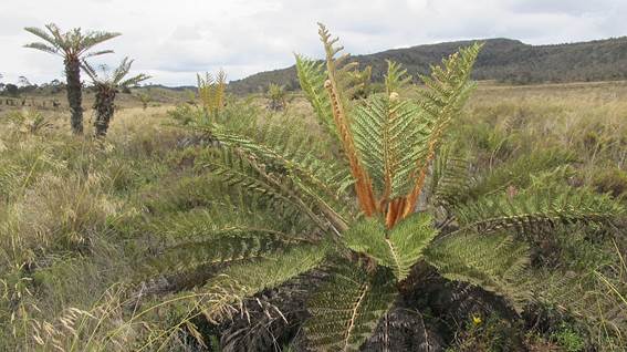 V údolí okolo jezera Habbema jsou vyvinuty různé typy mokřadů, ze kterých vyčnívají pozoruhodné stromové kapradiny Cyathea tomentosissima Lobeland. Tento druh kapradiny je endemický pro horské oblasti Papui, kde nejčastěji lemuje potoky ve výškách 3000-3300 m n.m. Zdroj: Národní muzeum V údolí okolo jezera Habbema jsou vyvinuty různé typy mokřadů, ze kterých vyčnívají pozoruhodné stromové kapradiny Cyathea tomentosissima Lobeland. Tento druh kapradiny je endemický pro horské oblasti Papui, kde nejčastěji lemuje potoky ve výškách 3000-3300 m n.m. Zdroj: Národní muzeum