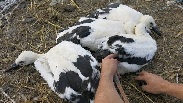 Kroužkování čápů na hnízdě v Draženově (zdroj: archiv DESOP Plzeň)