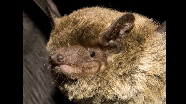 Netopýr dhofarský (Pipistrellus sp.), foto: Antonín Reiter Netopýr dhofarský (Pipistrellus sp.)