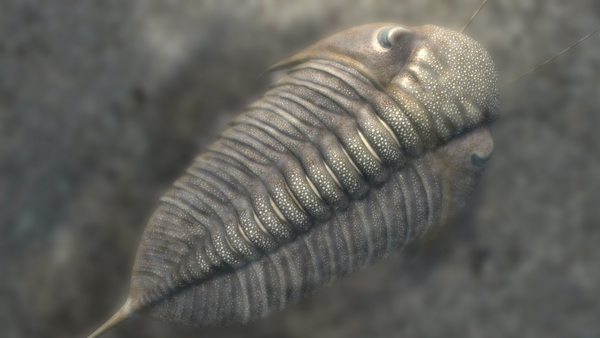 Dalmanitina (z 3D rekonstrukce Prvohorní moře barrandienu) Obrázek - Dalmanitina (z 3D rekonstrukce Prvohorní moře barrandienu)