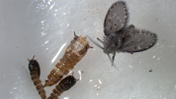 Dva jednici ve stádiu kukly, prasklá kukelní svlečka a čerstvě vylíhlý dospělec koutule skvrnité (Clogmia albipunctata). Zdroj: H. Šuláková. Fotografie. Dva jednici ve stádiu kukly, prasklá kukelní svlečka a čerstvě vylíhlý dospělec koutule skvrnité (Clogmia albipunctata). Zdroj: H. Šuláková.