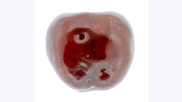 Poškozený plod třešně po napadení octomilkou asijskou (Drosophila suzukii). Zdroj: M. Hauser. Fotografie. Poškozený plod třešně po napadení octomilkou asijskou (Drosophila suzukii). Zdroj: M. Hauser.