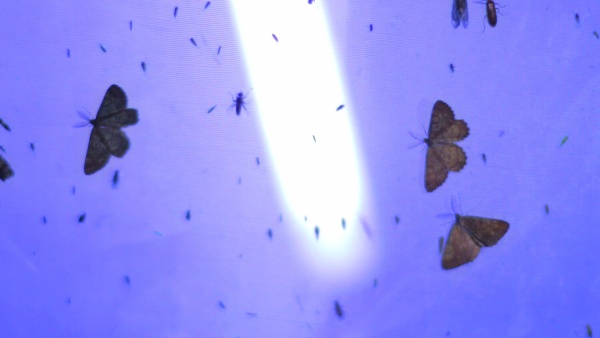 Můry sedící na síti kolem ultrafialové trubice. Zdroj: Národní muzeum Fotografie. Můry sedící na síti kolem ultrafialové trubice. Zdroj: Národní muzeum