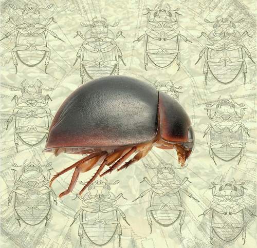 Projekt E. Arriaga Varely má najít důvody, které vedly k obrovské druhové a morfologické diverzitě suchozemských vodomilovitých brouků. Zdroj: E.A. Varela Obrázek. Projekt E. Arriaga Varely má najít důvody, které vedly k obrovské druhové a morfologické diverzitě suchozemských vodomilovitých brouků. Zdroj: E.A. Varela