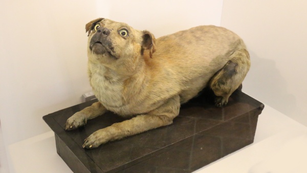 Pes Kvik dnes. Zdroj: Národní muzeum Fotografie. Pes Kvik dnes. Zdroj: Národní muzeum