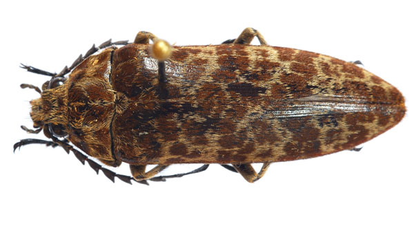 Vědci hledali jméno pro nově objeveného brouka rodu Eulichas. Foto: Jiří Hájek, Národní muzeum fotografie brouka