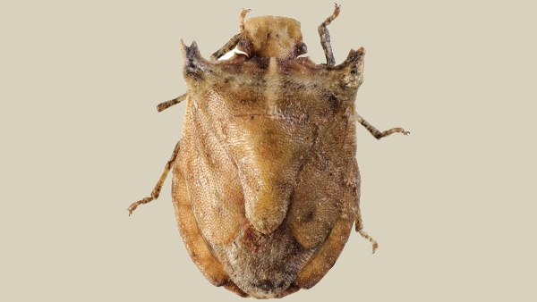 Nejbližší příbuznou nového rodu je kněžice anoano (Anoano pronotalis Cachan, 1952). Zdroj: Národního muzea Fotografie. Nejbližší příbuznou nového rodu je kněžice anoano (Anoano pronotalis Cachan, 1952). Zdroj: Národního muzea