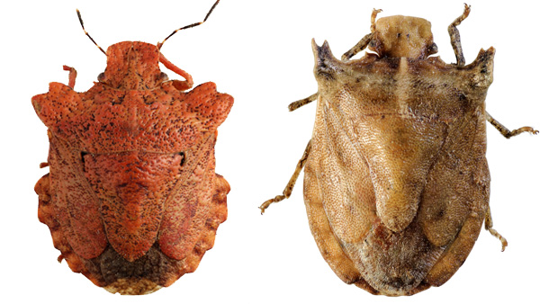 Ploštice z čeledi kněžicovitých z Madagaskaru. Zdroj: Národní muzeum Fotografie. Ploštice z čeledi kněžicovitých z Madagaskaru. Zdroj: Národní muzeum