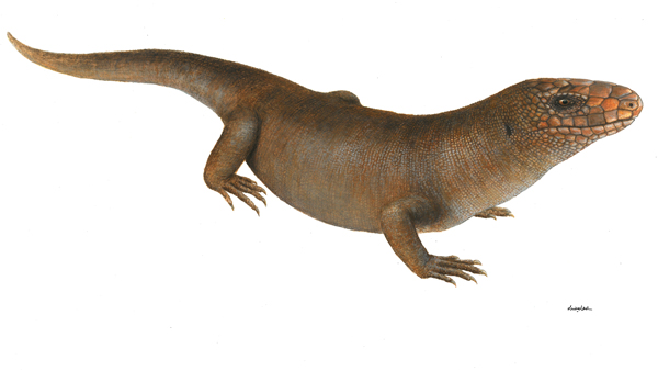 Velescink kapverdský kresebná rekonstrukce. Autorka: O. Elias velescink kapverdský kresebná rekonstrukce