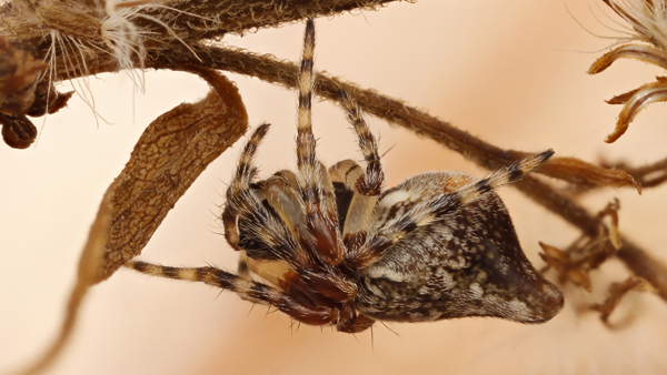 Samice křižáka vířivého (<i>Cyclosa conica</i>) ukrytá pod větévkou. Na jejím zadečku je dobře vidět kónický výrůstek. Foto: P. Krásenský. Křižák vířivý