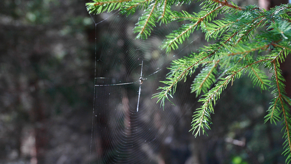 Hustě vinutá síť křižáka vířivého, stabilimentum je patrné jako svislá čárka ve střední části sítě. Foto: R. Macek. Hustě vinutá síť křižáka vířivého, stabilimentum je patrné jako svislá čárka ve střední části sítě. Foto R. Macek.