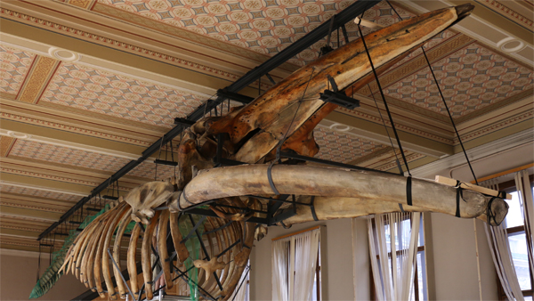 Jeden z nejznámějších exponátů Národního muzea. kostra plejtváka myšoka