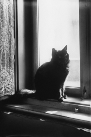 Fotografie. Kočka Doxa na okně ateliéru v Tyršově ulici, 1918. Foto Josef Váchal. Originál archiválie je uložen v Památníku národního písemnictví – Literární archiv (PNP LA).