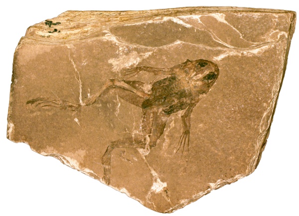 Dokonale zachovalá zkamenělá třetihorní žába rodu Palaeobatrachus z lokality Bechlejovice u Děčína. Příznivé geologické podmínky umožnily dokonce zachování otisků měkkých částí těla dospělých žab i různě starých pulců. V expozici budou zdůrazněny světově unikátní české lokality. Exemplář ze sbírek paleontologického oddělení NM. Zdroj: Národní muzeum Dokonale zachovalá zkamenělá třetihorní žába rodu Palaeobatrachus z lokality Bechlejovice u Děčína. Příznivé geologické podmínky umožnily dokonce zachování otisků měkkých částí těla dospělých žab i různě starých pulců. V expozici budou zdůrazněny světově unikátní české lokality. Exemplář ze sbírek paleontologického oddělení NM. NM. Zdroj: Národní muzeum