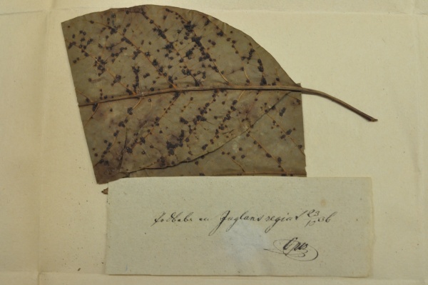  Podpis a písmo F. M. Opize, které je naprosto specifické a dobře rozeznatelné od ostatních autorů. Zdroj: Národní muzeum