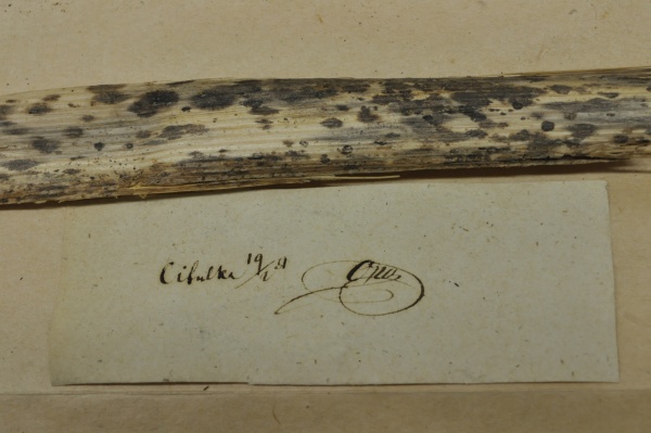 Fotografie. Opizův sběr z pražské lokality Cibulka, která se nachází v Košířích a jedná se o blíže neurčené askomycety na rostlinných stéblech. Zdroj: Národní muzeum