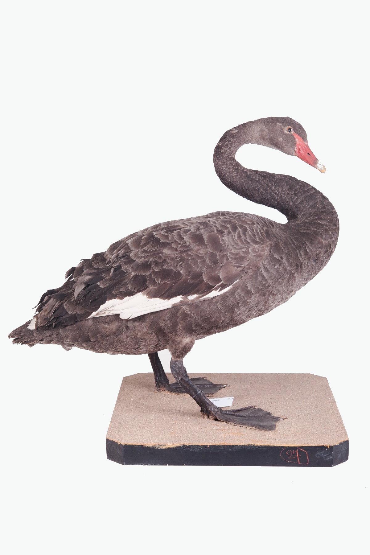 Fotografie. Labuť černá (Cygnus artatus). Zdroj: Národní muzeum