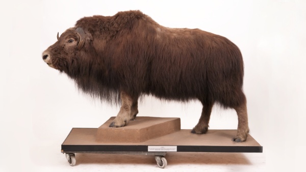 Exponáty z přírodovědeckého muzea jsou často velmi rozměrné. Pižmoň (Ovibos moschatus). Zdroj: Národní muzeum Fotografie. Exponáty z přírodovědeckého muzea jsou často velmi rozměrné. Pižmoň. Zdroj: Národní muzeum