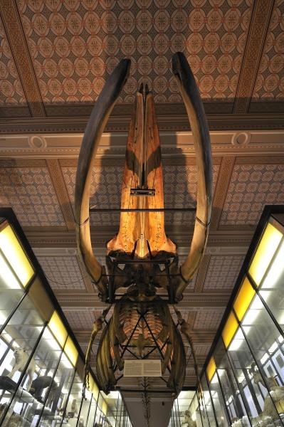 Fotografie. Kostra plejtváka Myšoka v původní expozici. Zdroj: Národní muzeum