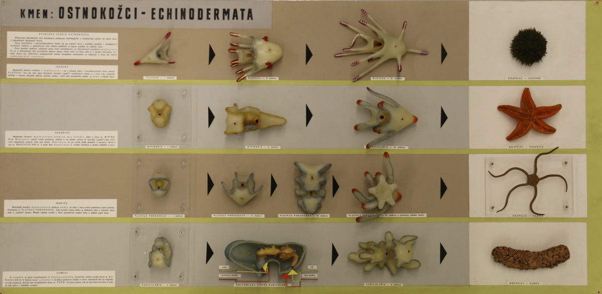 Panel z původních expozic. Zdroj: Národní muzeum Fotografie. Panel z původních expozic. Zdroj: Národní muzeum