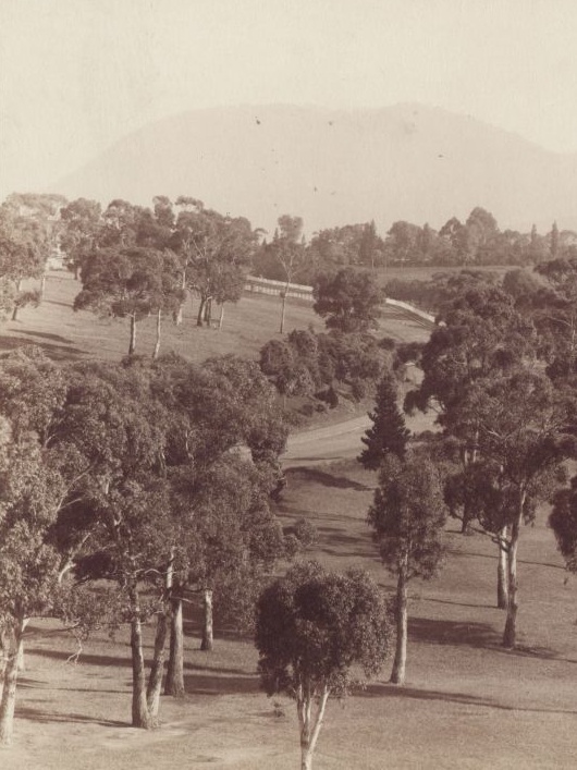 Fotografie. Eukalypty na návrší, Tasmánie. Fotografická sbírka Josefa Kořenského. Zdroj: Národní muzeum