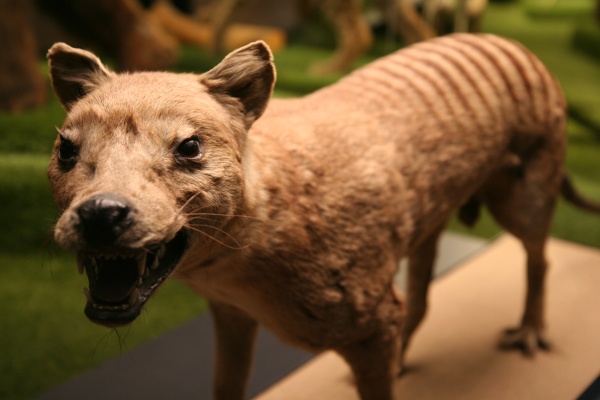 Vakovlk ze sbírek Národního muzea. Zdroj: Národní muzeum Fotografie. Vakovlk ze sbírek Národního muzea. Zdroj: Národní muzeum