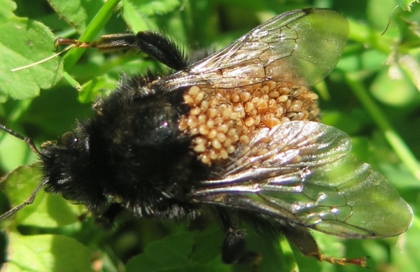 Samice čmeláka s nákladem nedospělých stádií komenzálního roztoče savenky chrobákové (Parasitus fucorum). Autor: Petr Toms Fotografie. Samice čmeláka s nákladem nedospělých stádií komenzálního roztoče savenky chrobákové (Parasitus fucorum). Autor: Petr Toms