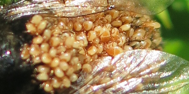 Savenka chrobáková (Parasitus fucorum) na samici čmeláka. Autor: Petr Toms Fotografie. Savenka chrobáková (Parasitus fucorum) na samici čmeláka. Autor: Petr Toms