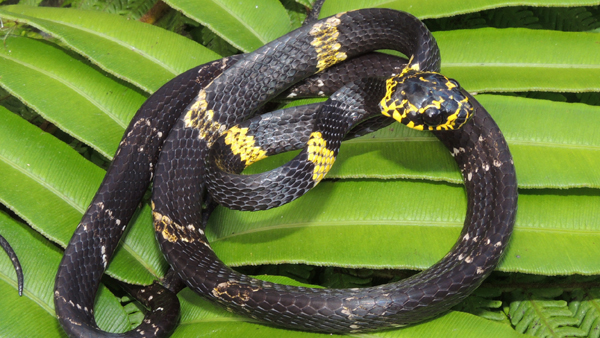 Šnekožrout rodu Dipsas. Zdroj: Jiří Moravec Foto: had - šnekožrout rodu Dipsas