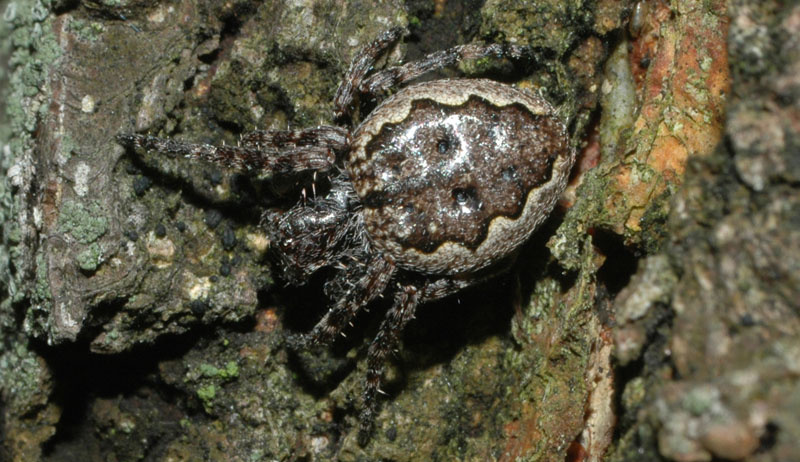 Samice křižáka podkorního na kůře. Foto: Rudolf Macek