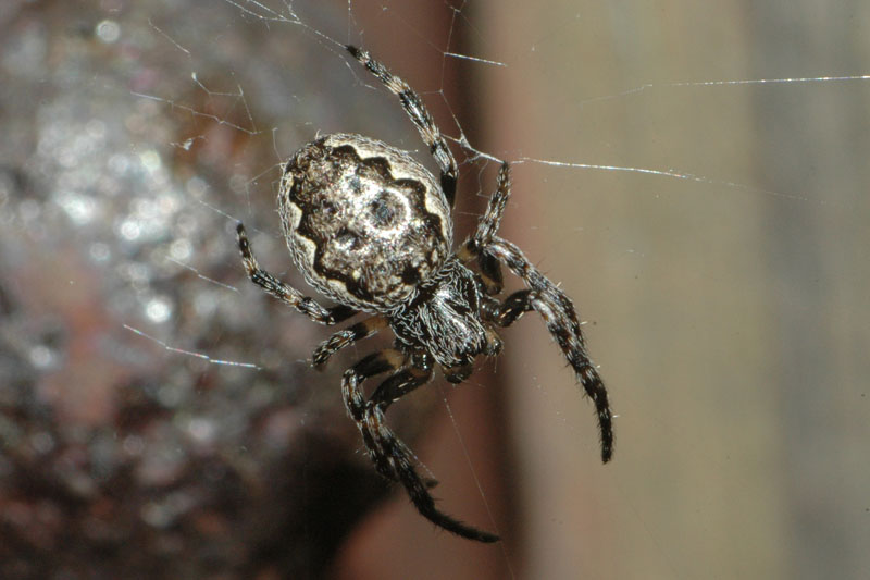 Samice křižáka podkorního ve své síti. Foto: Rudolf Macek