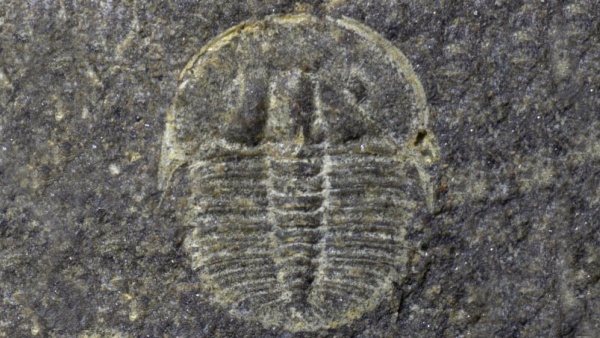 Rané vývojové (meraspidní) stádium trilobita druhu Aulacopleura konincki. Jedinec je dlouhý asi 2,5 mm a pochází ze silurských hornin v okolí obce Loděnice. Zdroj: Národní muzeum