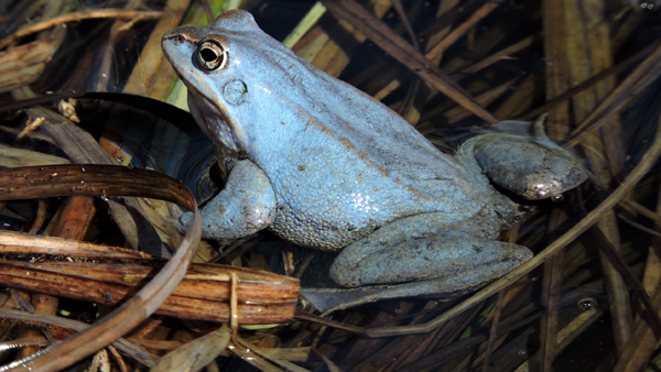Samec skokana ostronosého ve svatebním šatě.