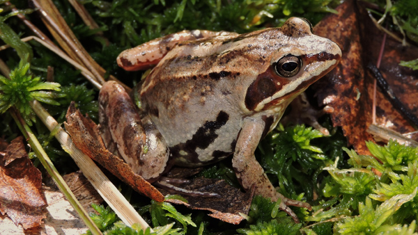 Samice skokana ostronosého.