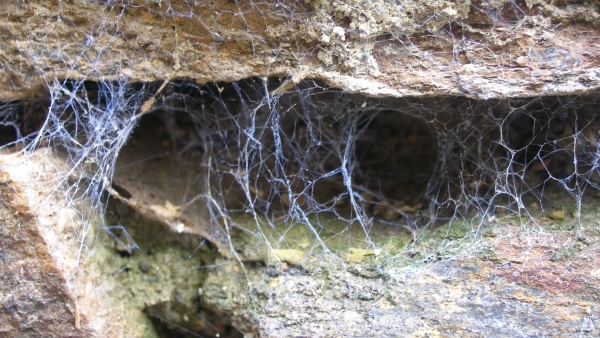 Typická namodralá síť cedivky domovní. Patrné jsou dva „vchody“ do úkrytu pavouka a vlastní přilnavá vlákna, která jsou natažená i po povrchu kamene (patrné v horní části fotografie). Foto: Petr Dolejš