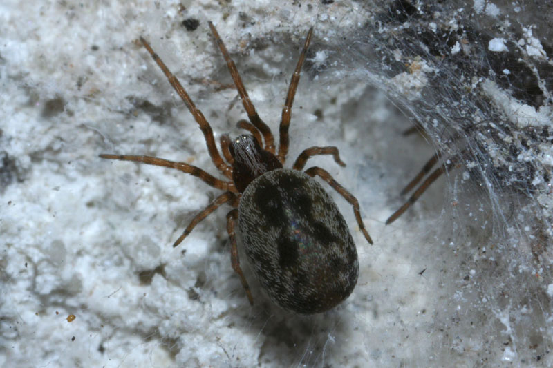 Samice cedivečky zápřední ve své síti. Její kresba je tvořena bílými chloupky. Foto: Rudolf Macek