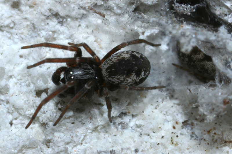 Samec cedivečky zápřední. Oči cediveček mají reflexní vrstvu, kterou odráží světlo, a proto na fotografii jakoby svítí. Foto: Rudolf Macek