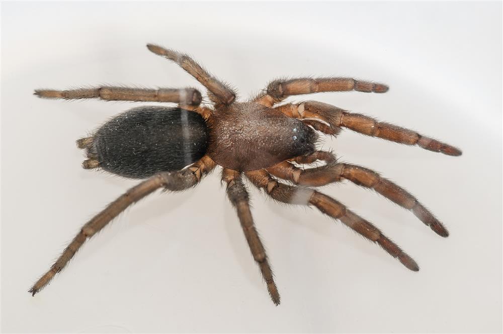 Samice skálovky domácí. Snovací bradavky na konci zadečku jsou válcovité a vyrůstají daleko od sebe. Foto: Radek Šich