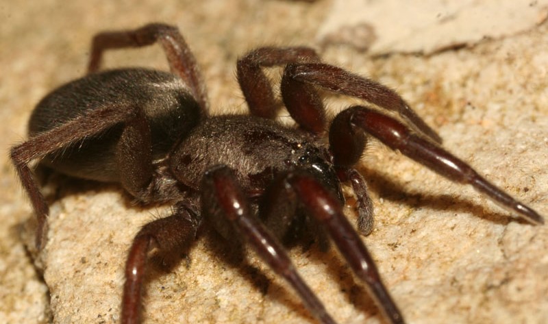 Samice skálovky domácí má relativně krátké silné nohy. Foto: Rudolf Macek