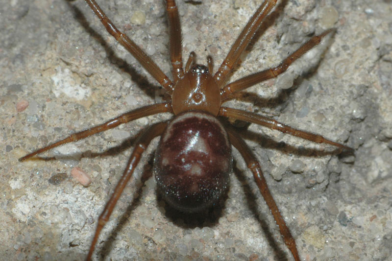 Typická kresba snovačky domácí: světlý podkovovitý pruh na přídi zadečku následovaný třemi trojúhelníkovitými skvrnami. Foto: Rudolf Macek