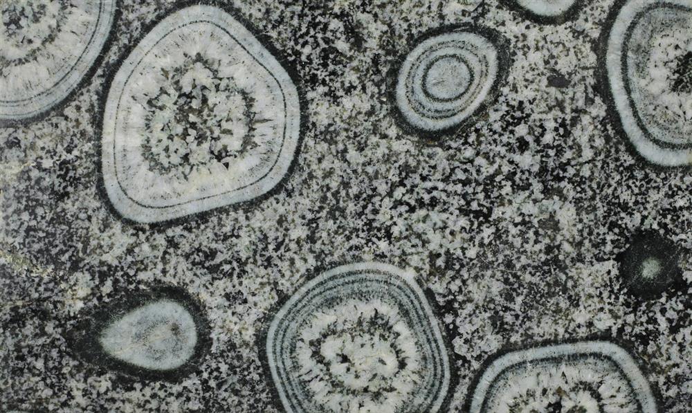 Tato orbikulární hornina (granodiorit) z jižní Korsiky byla původně součástí sbírky přírodnin knížete Metternicha na kynžvartském zámku. Foto: F. Vacek.