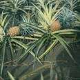 Ananas si A. V. Novák na Tahiti velmi oblíbil. Kolorovaný diapozitiv. (zdroj: Národní muzeum)